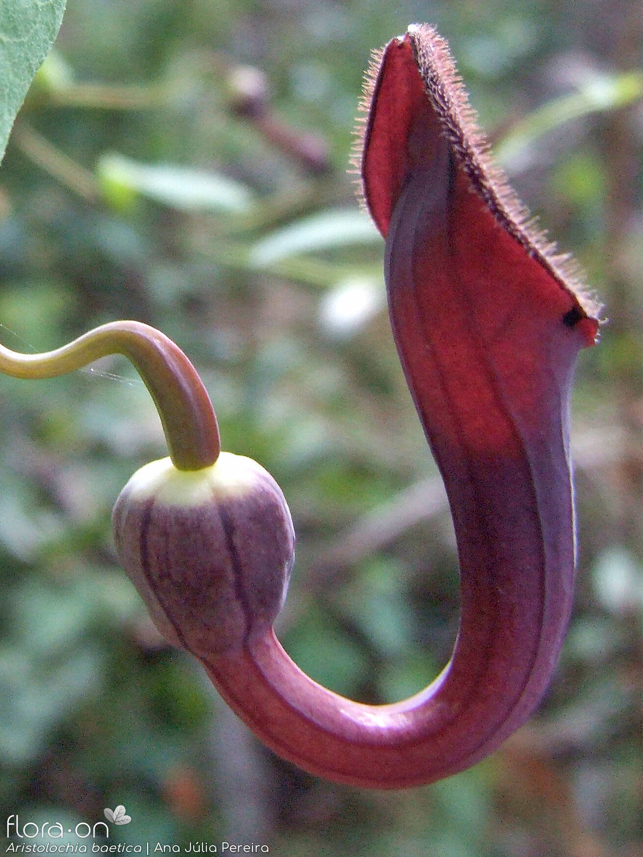 Aristolochia baetica - Flor (close-up) | Ana Júlia Pereira; CC BY-NC 4.0