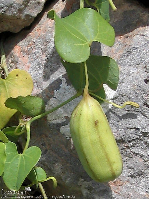 Aristolochia baetica - Fruto | João Domingues Almeida; CC BY-NC 4.0