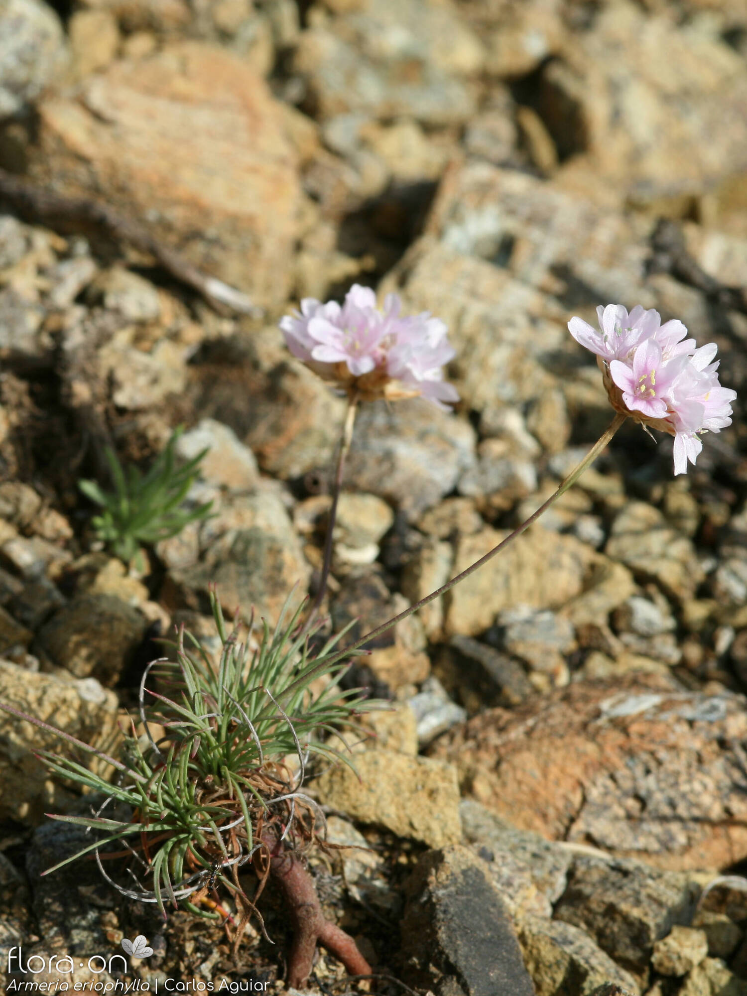 Armeria eriophylla - Hábito | Carlos Aguiar; CC BY-NC 4.0