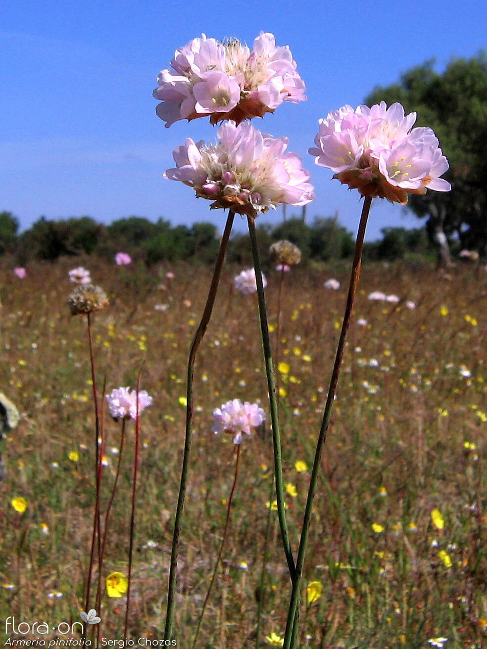 Armeria pinifolia - Flor (geral) | Sergio Chozas; CC BY-NC 4.0