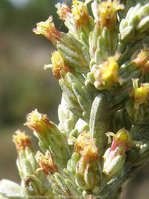 Artemisia caerulescens caerulescens - Capítulo | André Carapeto; CC BY-NC 4.0