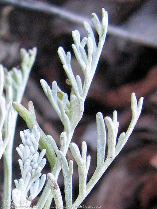 Artemisia caerulescens caerulescens - Folha | André Carapeto; CC BY-NC 4.0