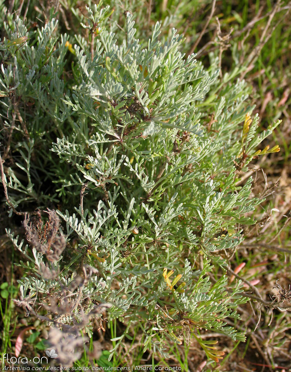 Artemisia caerulescens caerulescens - Folha (geral) | André Carapeto; CC BY-NC 4.0