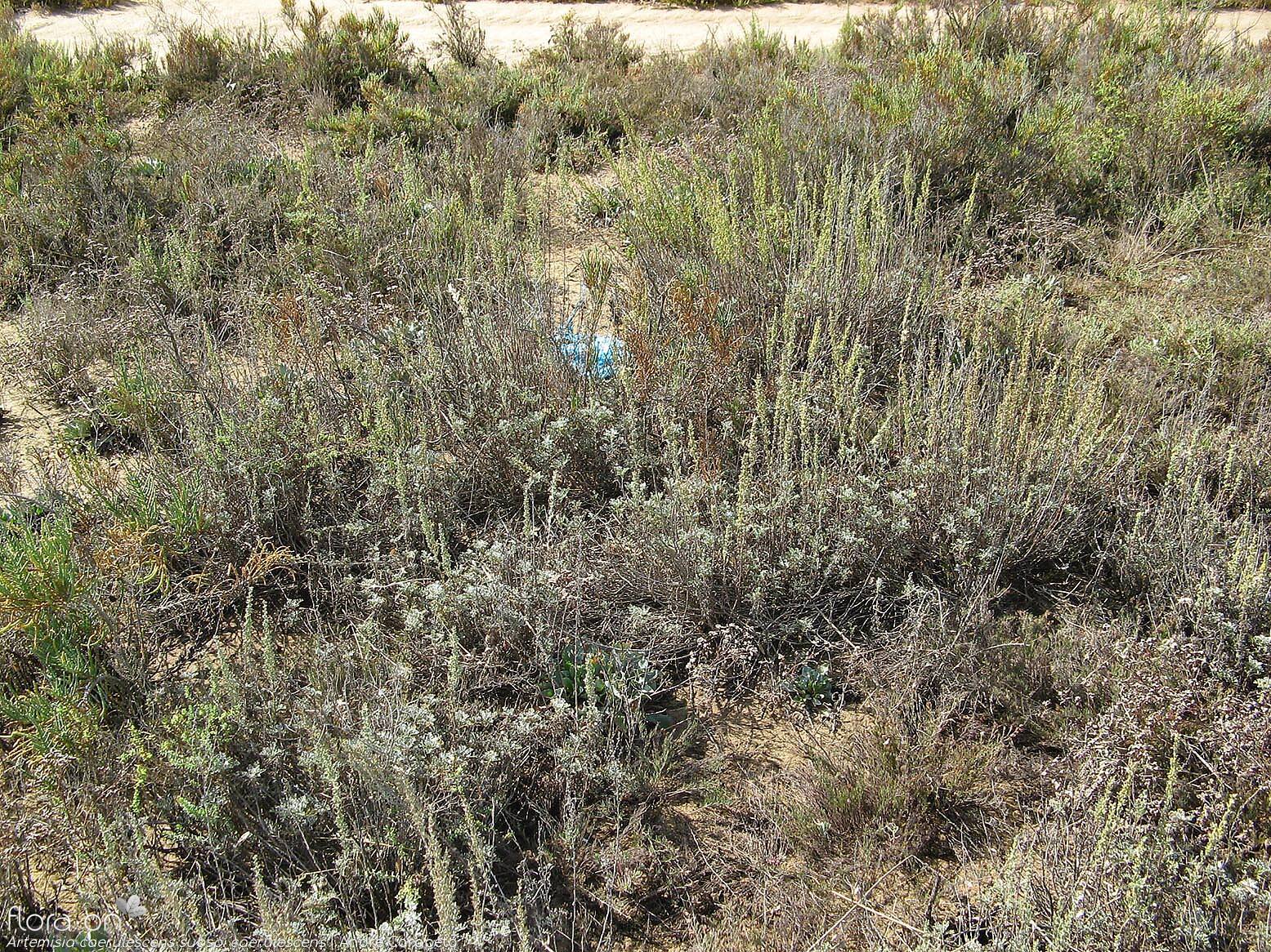 Artemisia caerulescens caerulescens - Habitat | André Carapeto; CC BY-NC 4.0