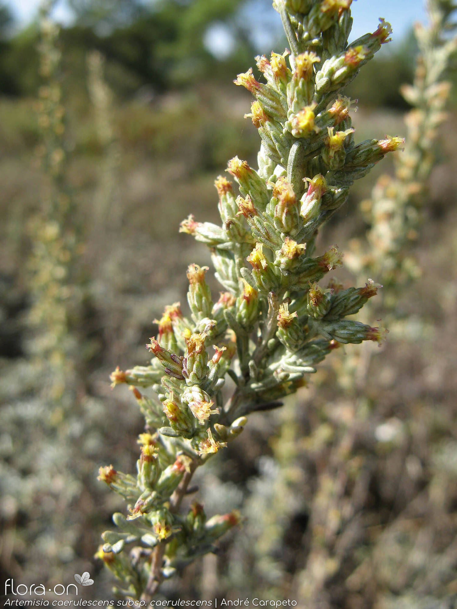 Artemisia caerulescens caerulescens - Flor (geral) | André Carapeto; CC BY-NC 4.0