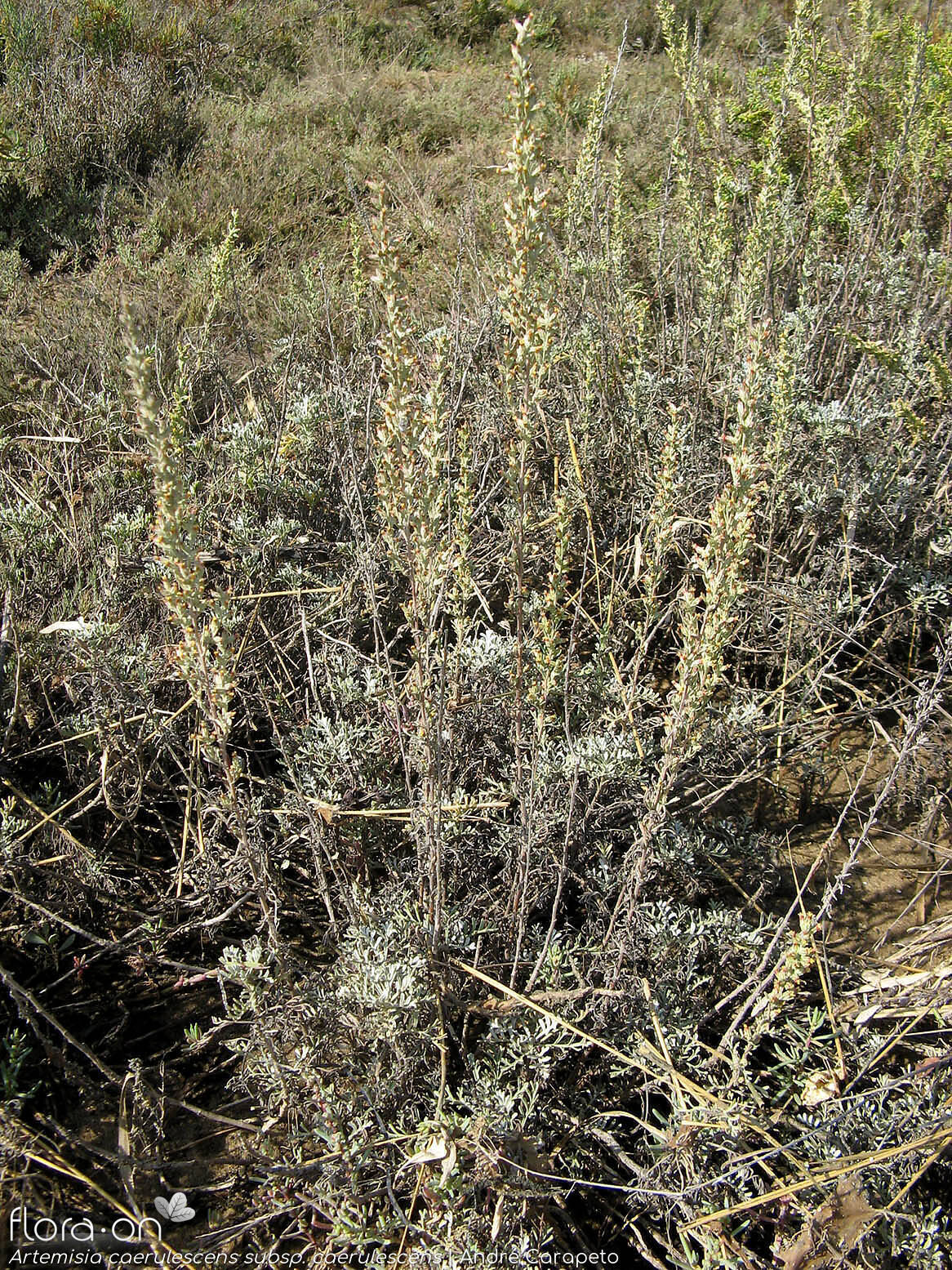 Artemisia caerulescens caerulescens - Hábito | André Carapeto; CC BY-NC 4.0