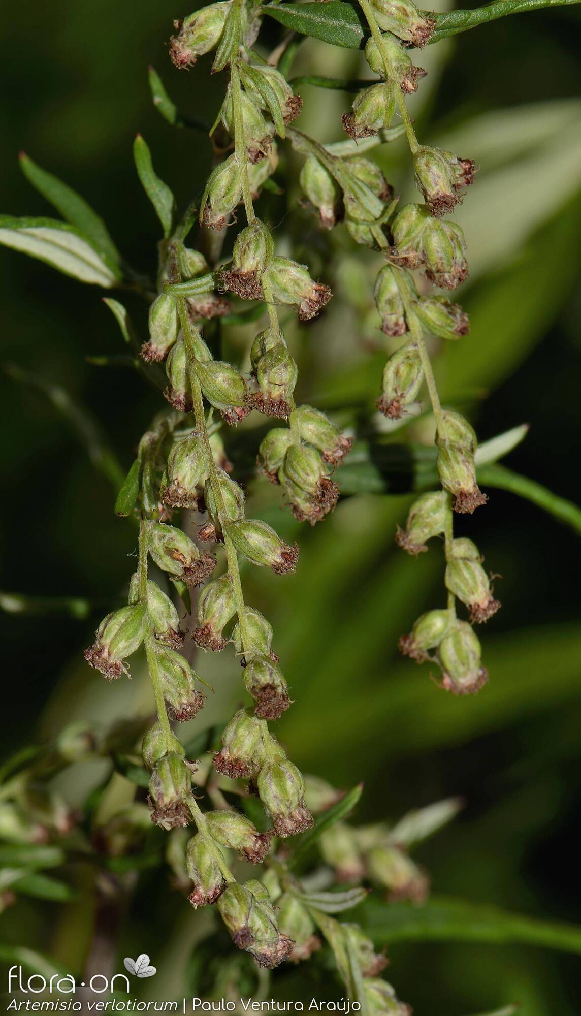 Artemisia verlotiorum - Flor (geral) | Paulo Ventura Araújo; CC BY-NC 4.0
