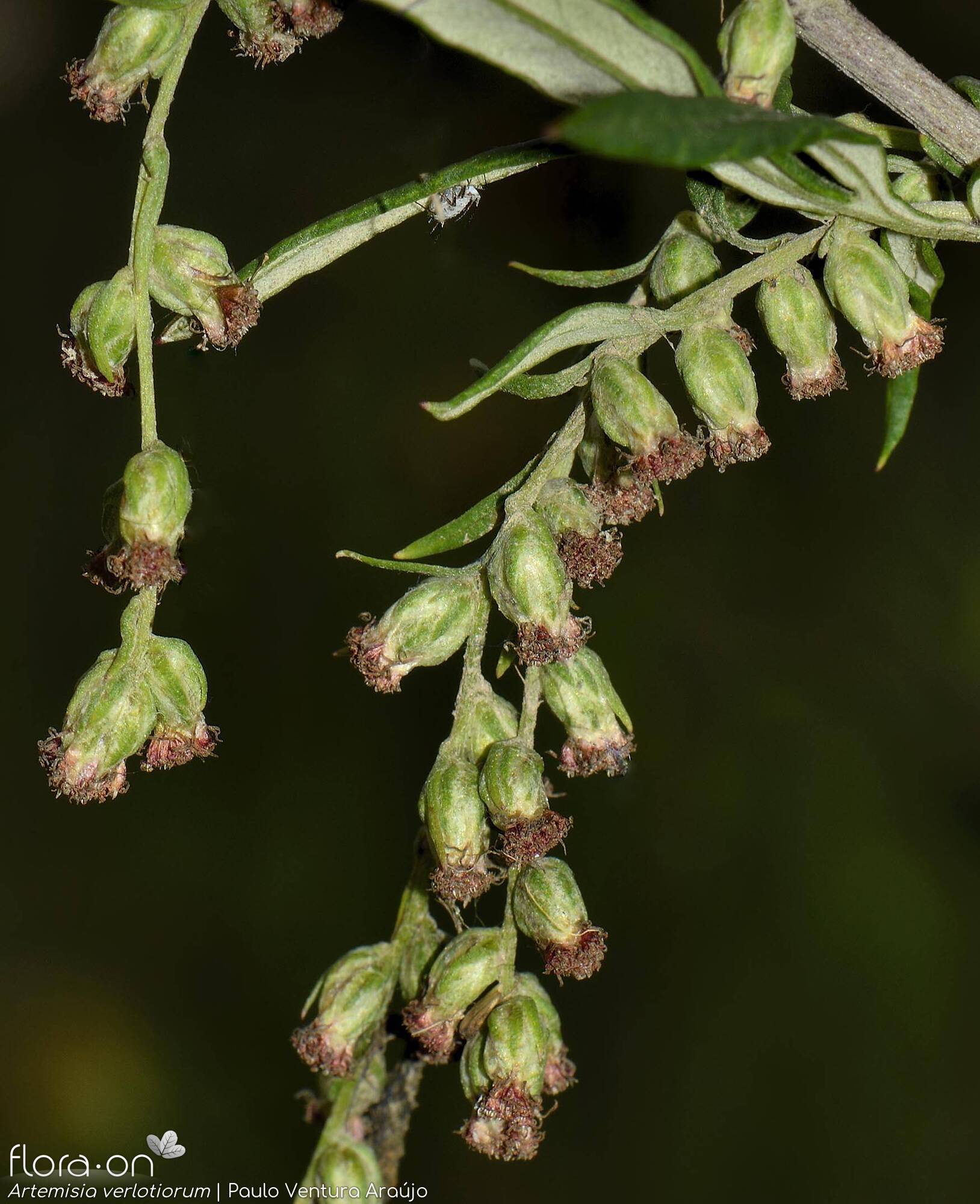 Artemisia verlotiorum - Flor (geral) | Paulo Ventura Araújo; CC BY-NC 4.0