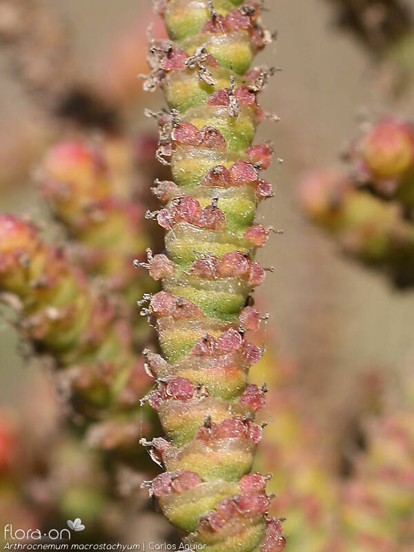 Arthrocnemum macrostachyum - Flor (close-up) | Carlos Aguiar; CC BY-NC 4.0