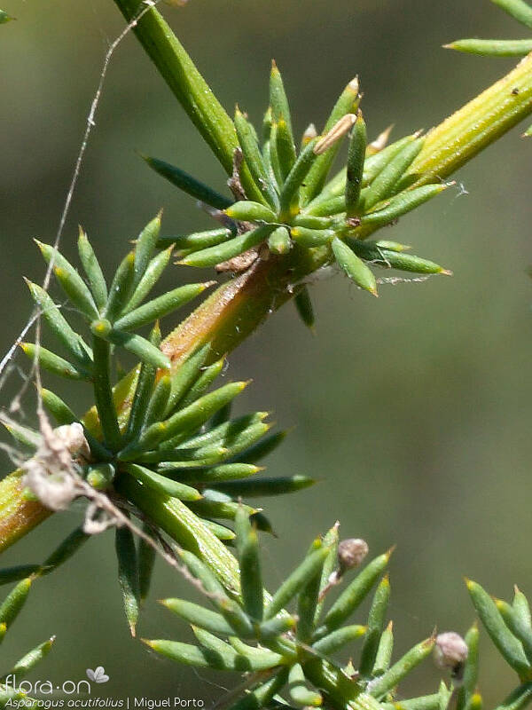 Asparagus acutifolius - Folha | Miguel Porto; CC BY-NC 4.0