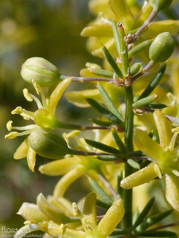 Asparagus acutifolius - Flor (close-up) | Miguel Porto; CC BY-NC 4.0