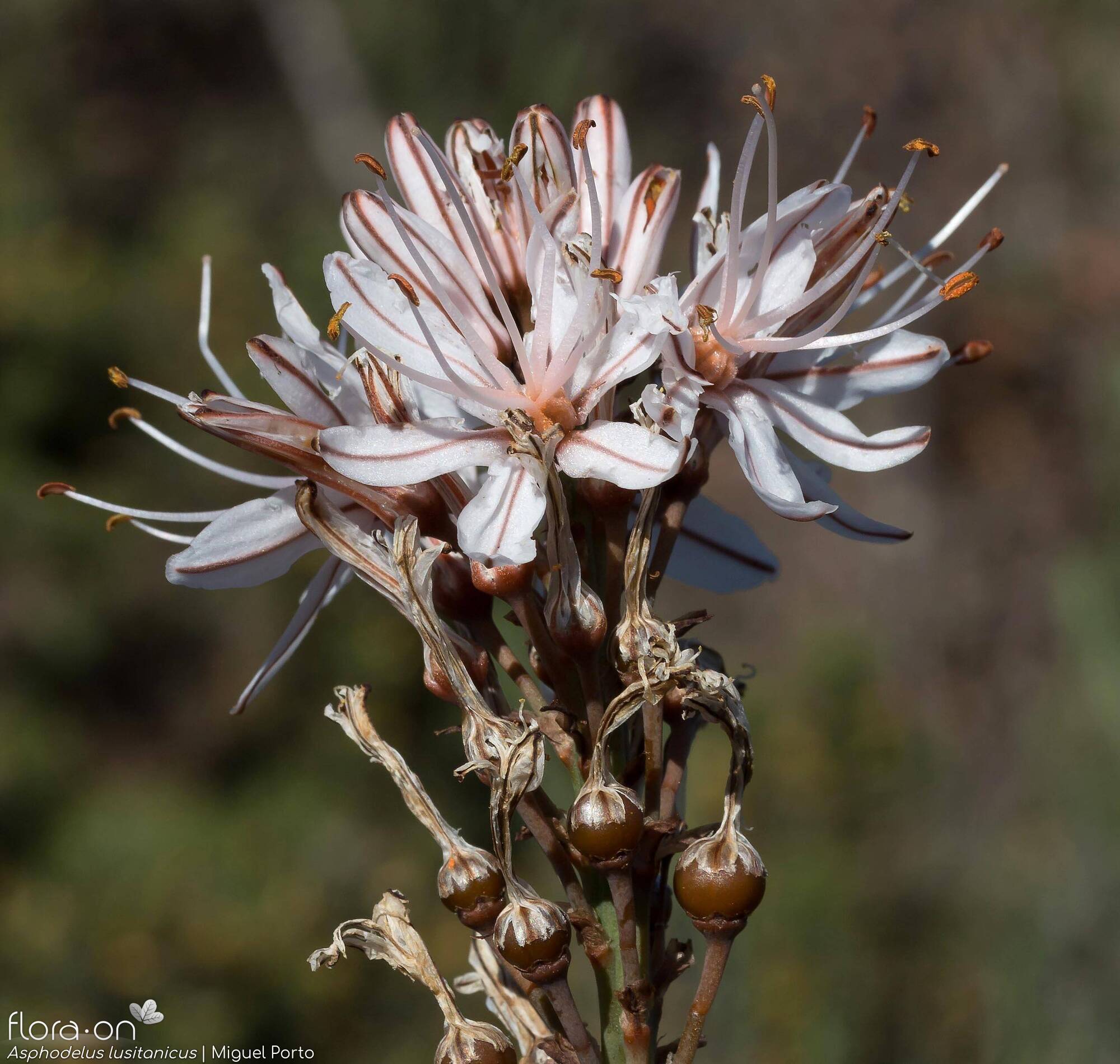 Asphodelus lusitanicus - Flor (geral) | Miguel Porto; CC BY-NC 4.0