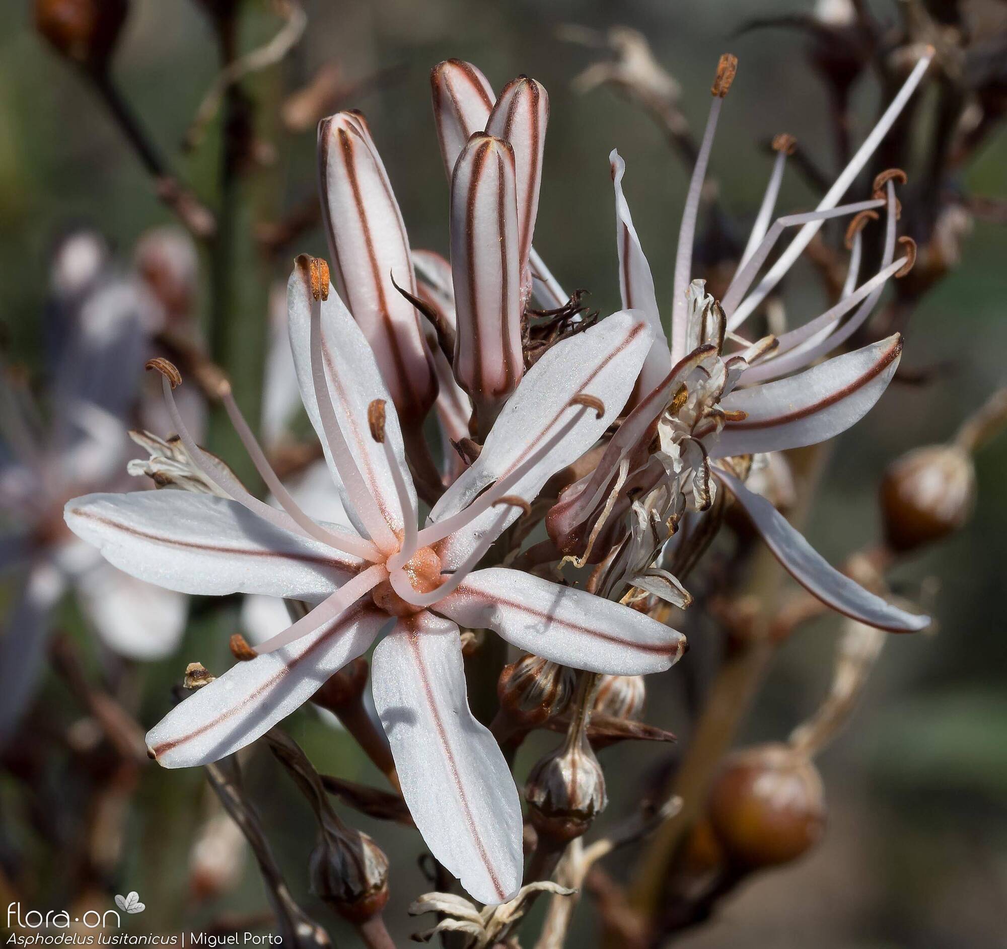 Asphodelus lusitanicus - Flor (close-up) | Miguel Porto; CC BY-NC 4.0