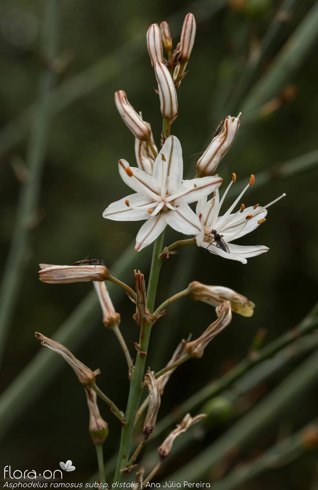 Asphodelus ramosus distalis - Flor (geral) | Ana Júlia Pereira; CC BY-NC 4.0
