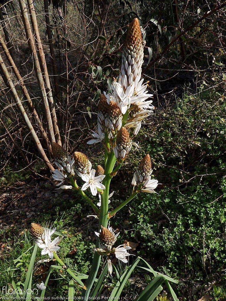 Asphodelus ramosus distalis - Flor (geral) | Isaías Ferreira; CC BY-NC 4.0