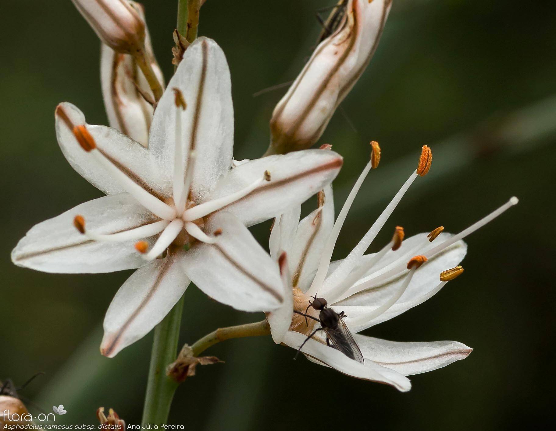 Asphodelus ramosus distalis - Flor (close-up) | Ana Júlia Pereira; CC BY-NC 4.0