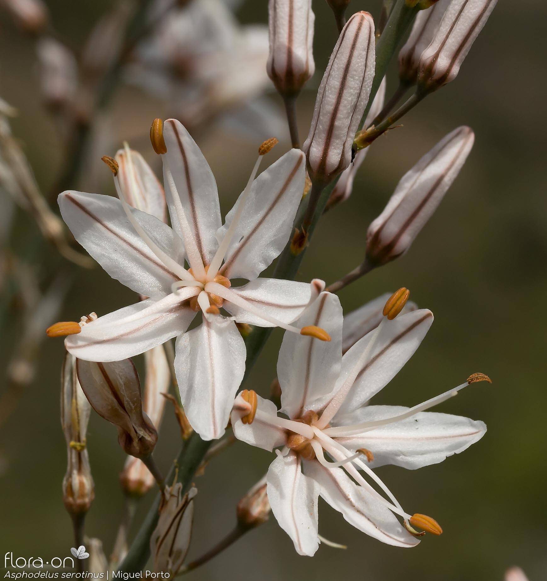 Asphodelus serotinus - Flor (close-up) | Miguel Porto; CC BY-NC 4.0