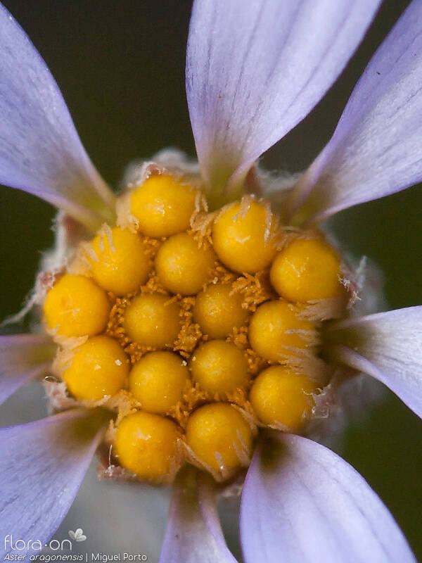 Aster aragonensis - Flor (close-up) | Miguel Porto; CC BY-NC 4.0