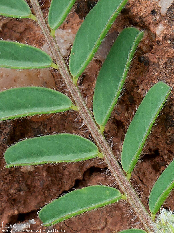 Astragalus echinatus - Folha | Miguel Porto; CC BY-NC 4.0