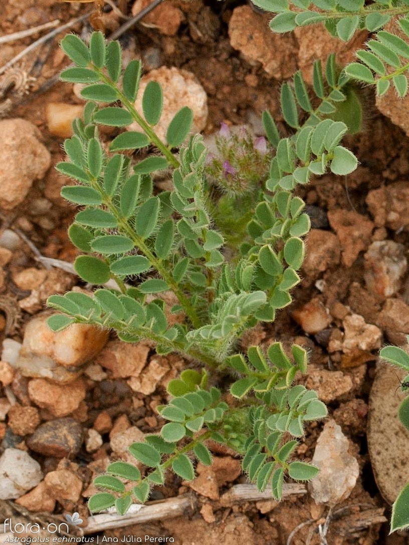 Astragalus echinatus - Folha (geral) | Ana Júlia Pereira; CC BY-NC 4.0