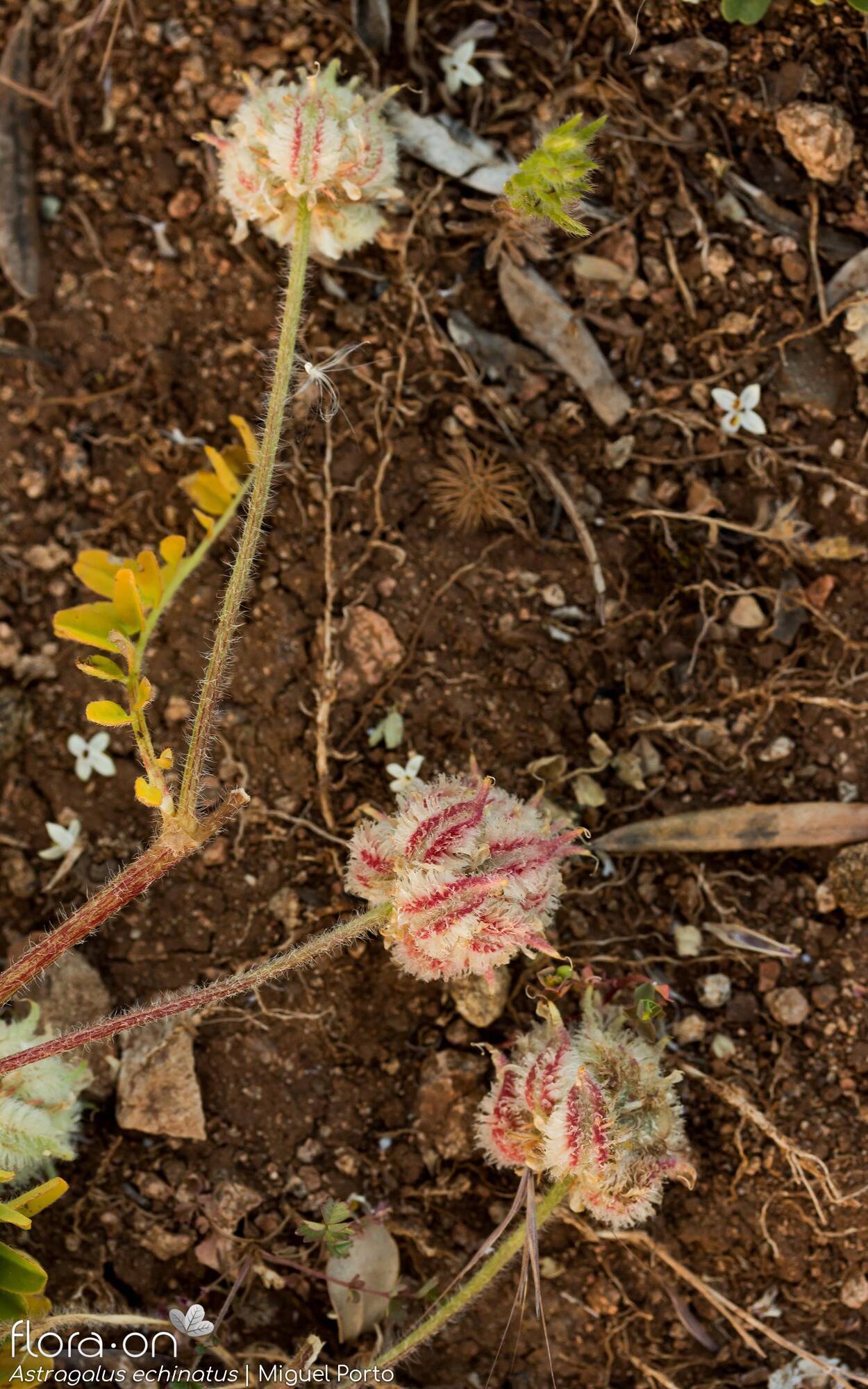 Astragalus echinatus - Hábito | Miguel Porto; CC BY-NC 4.0