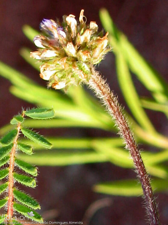 Astragalus echinatus - Flor (geral) | João Domingues Almeida; CC BY-NC 4.0