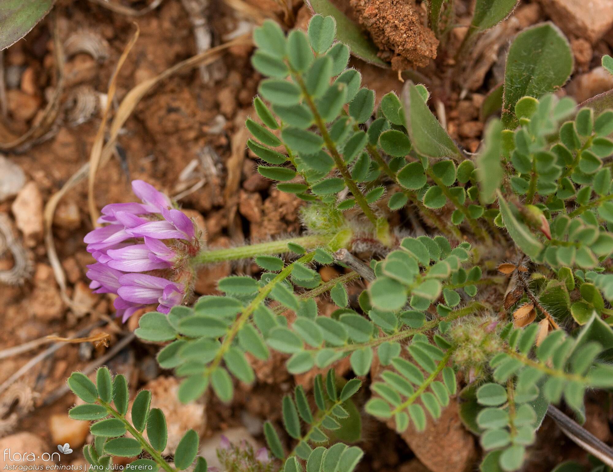 Astragalus echinatus - Hábito | Ana Júlia Pereira; CC BY-NC 4.0