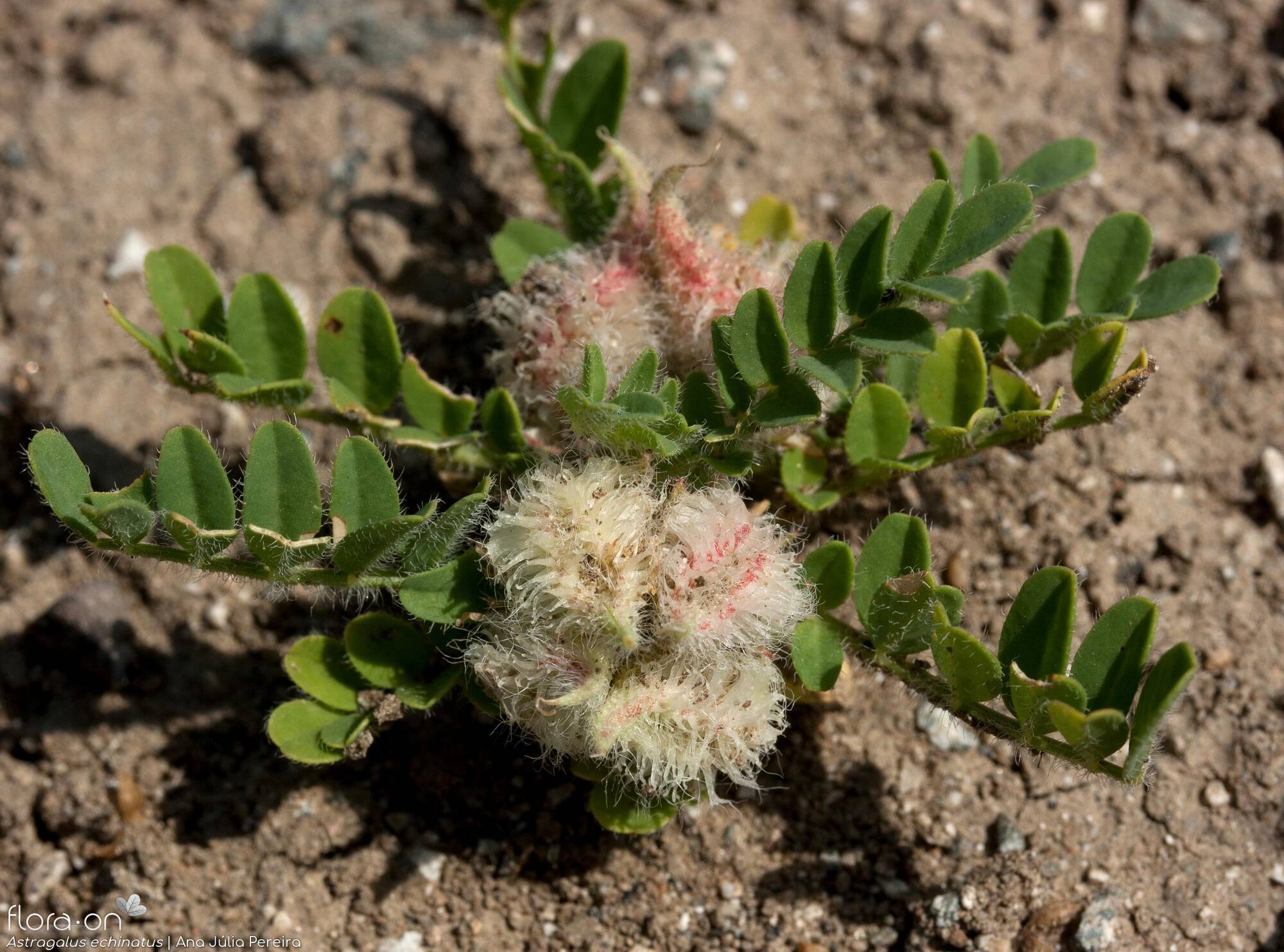 Astragalus echinatus - Hábito | Ana Júlia Pereira; CC BY-NC 4.0