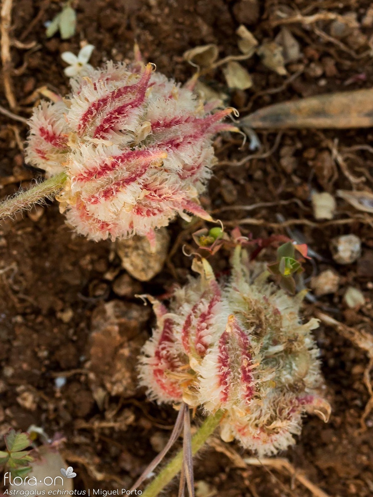 Astragalus echinatus - Fruto | Miguel Porto; CC BY-NC 4.0