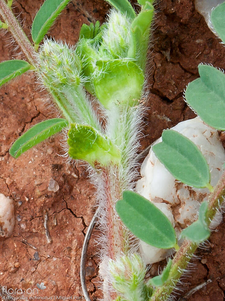 Astragalus echinatus - Caule | Miguel Porto; CC BY-NC 4.0