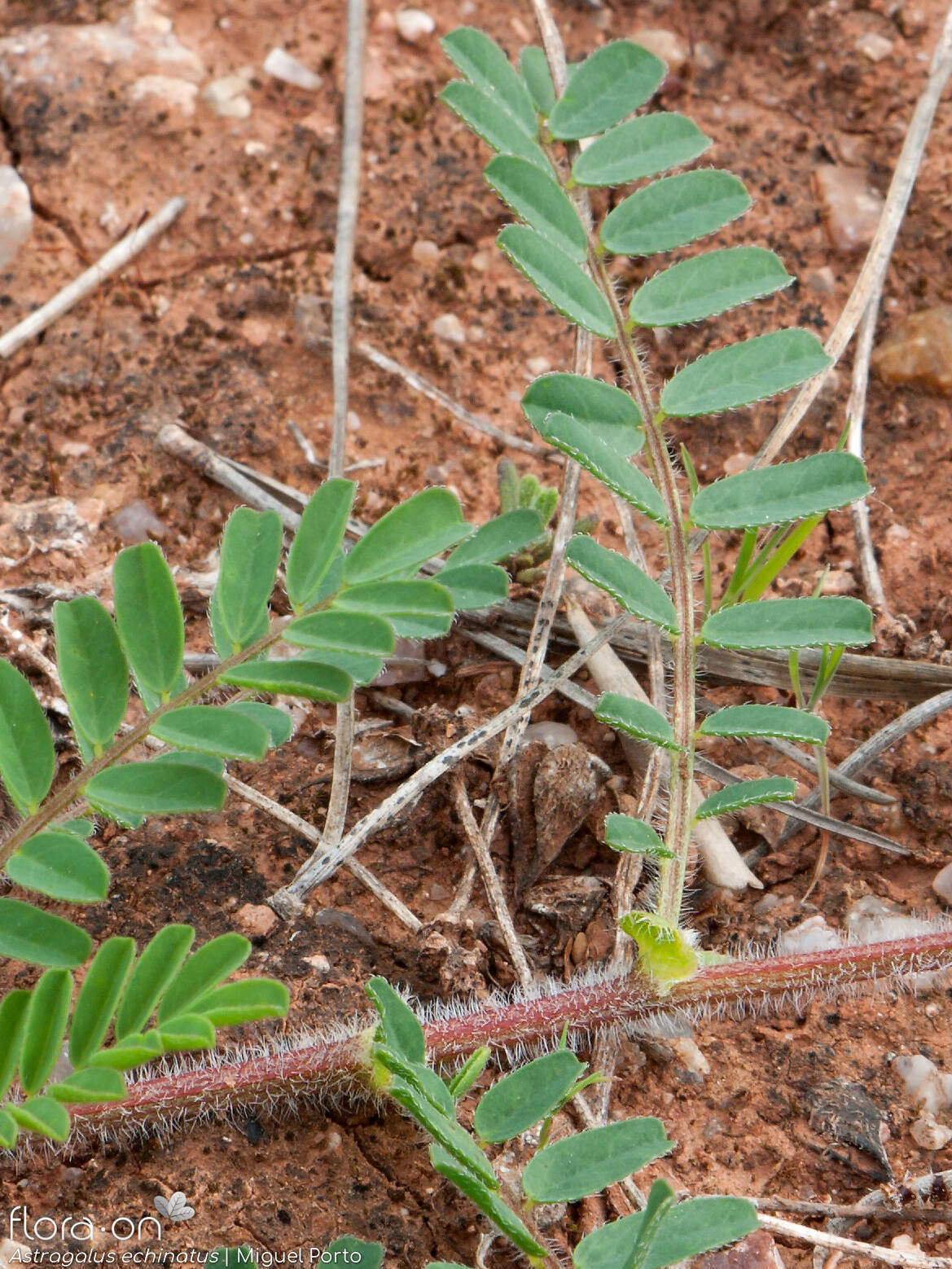 Astragalus echinatus - Folha | Miguel Porto; CC BY-NC 4.0