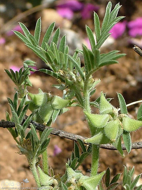 Astragalus epiglottis - Folha (geral) | Miguel Porto; CC BY-NC 4.0