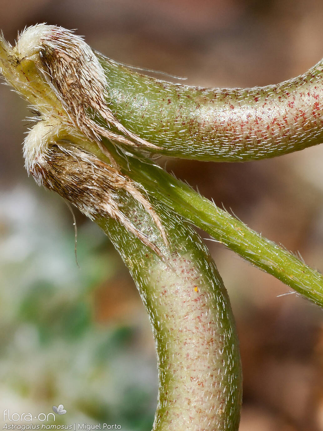 Astragalus hamosus - Fruto | Miguel Porto; CC BY-NC 4.0