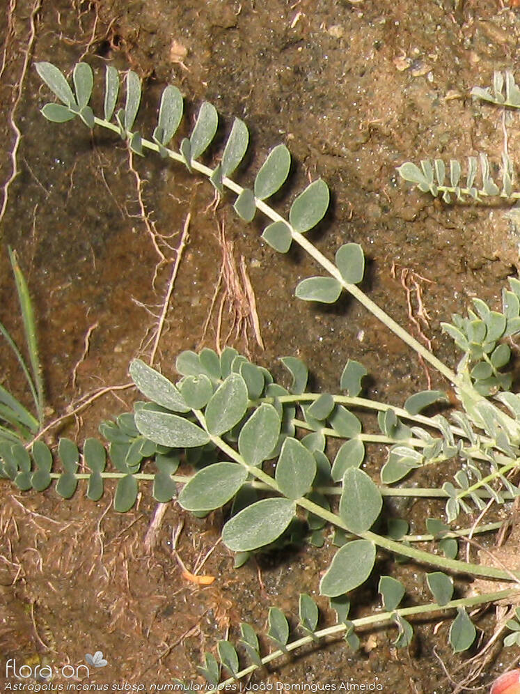 Astragalus incanus nummularioides - Folha | João Domingues Almeida; CC BY-NC 4.0
