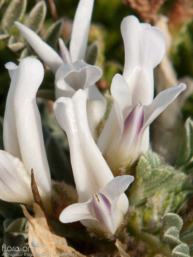 Astragalus tragacantha - Flor (close-up) | Miguel Porto; CC BY-NC 4.0