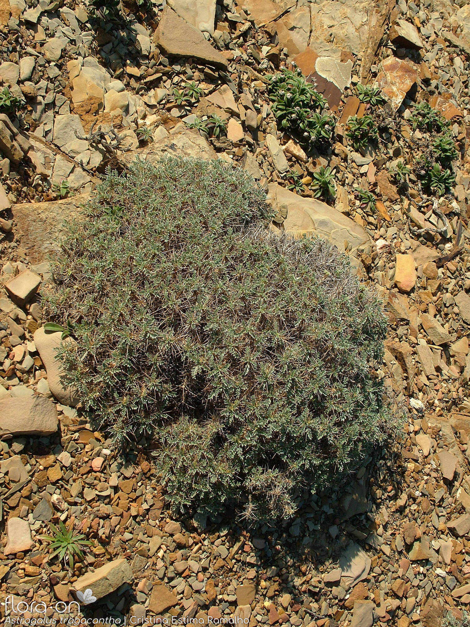 Astragalus tragacantha - Hábito | Cristina Estima Ramalho; CC BY-NC 4.0