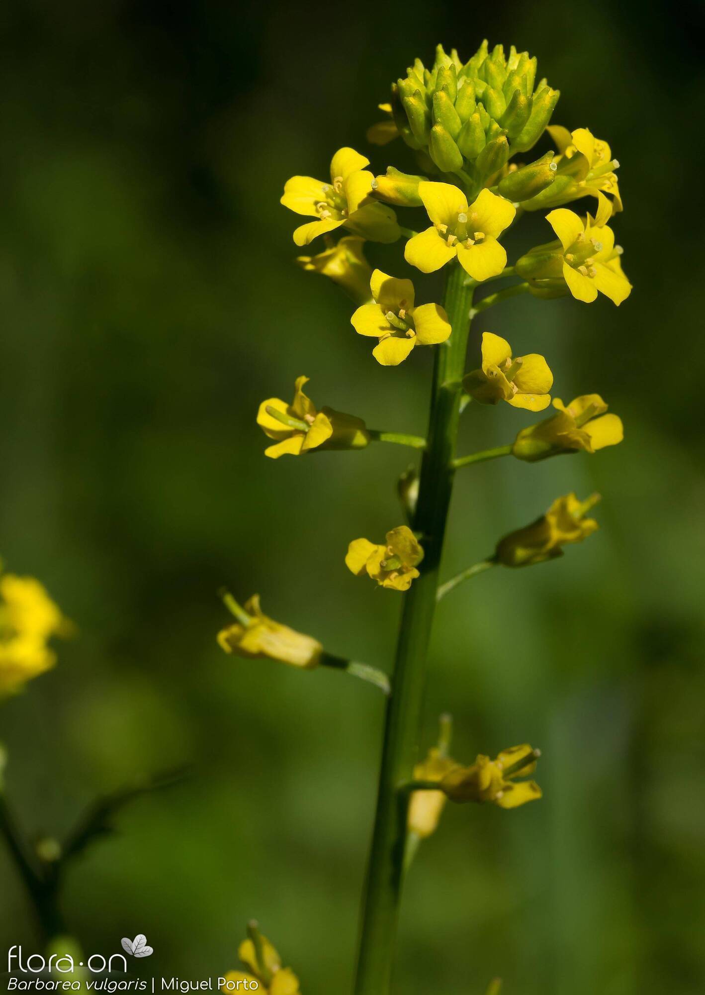 Barbarea vulgaris - Flor (geral) | Miguel Porto; CC BY-NC 4.0