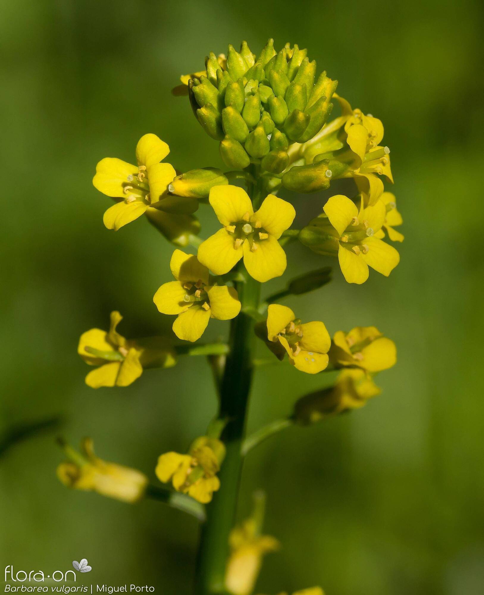 Barbarea vulgaris - Flor (geral) | Miguel Porto; CC BY-NC 4.0