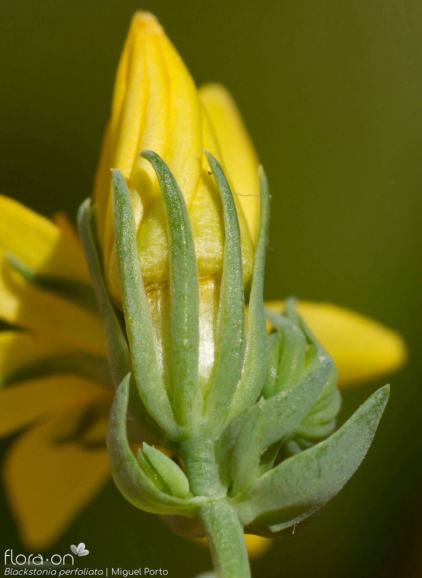 Blackstonia perfoliata - Flor (close-up) | Miguel Porto; CC BY-NC 4.0