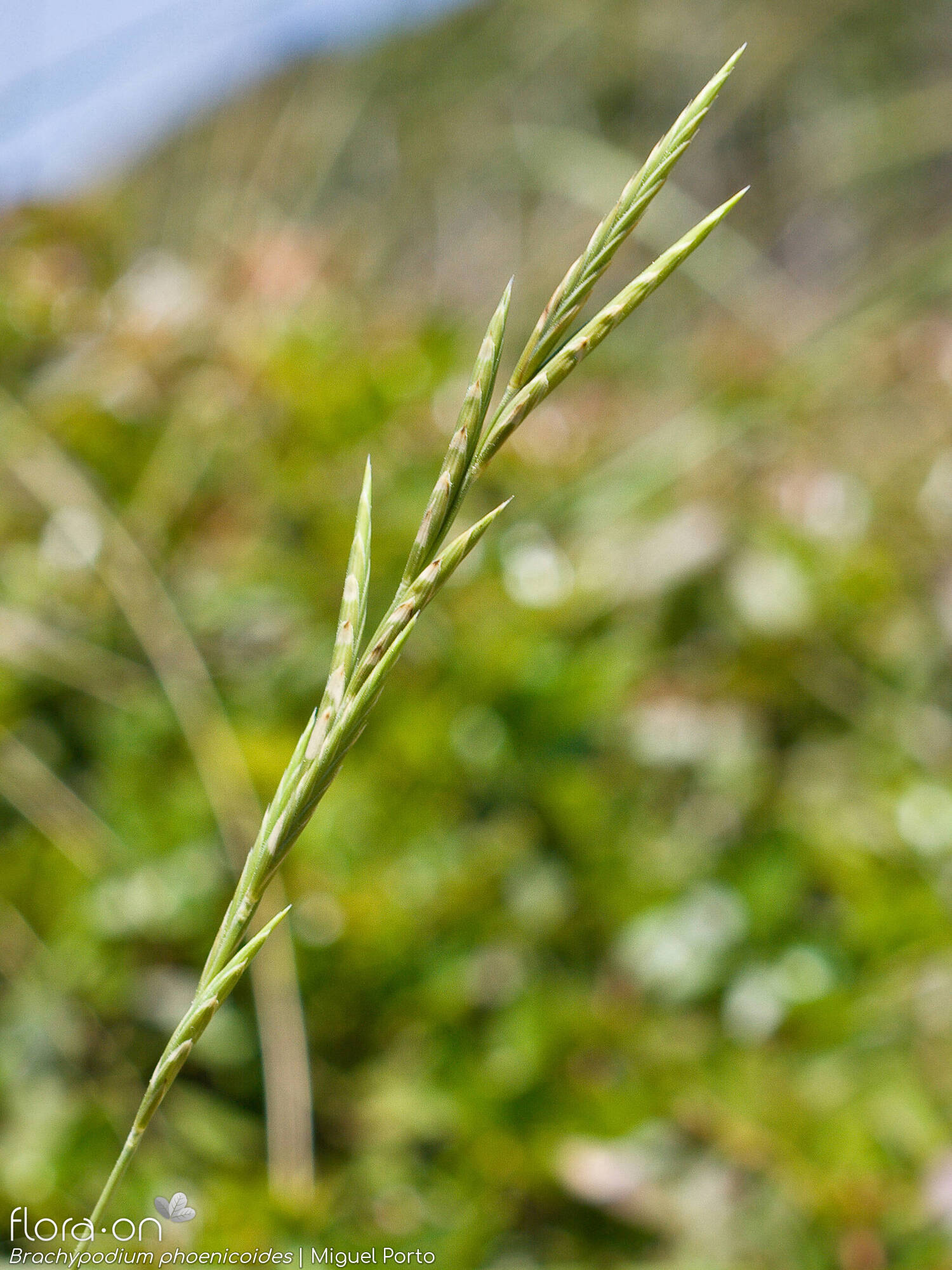 Brachypodium phoenicoides - Flor (geral) | Miguel Porto; CC BY-NC 4.0