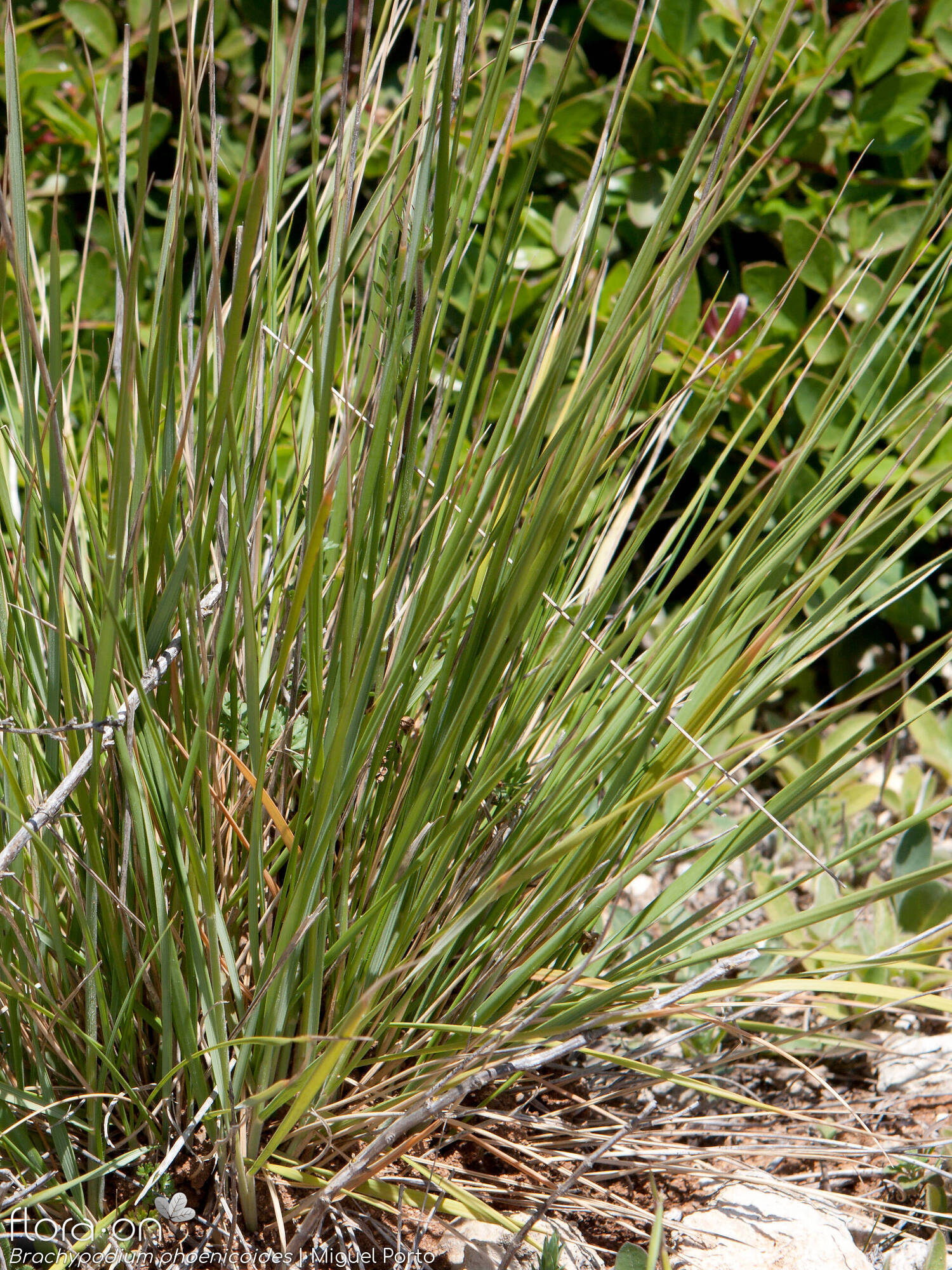 Brachypodium phoenicoides - Folha | Miguel Porto; CC BY-NC 4.0