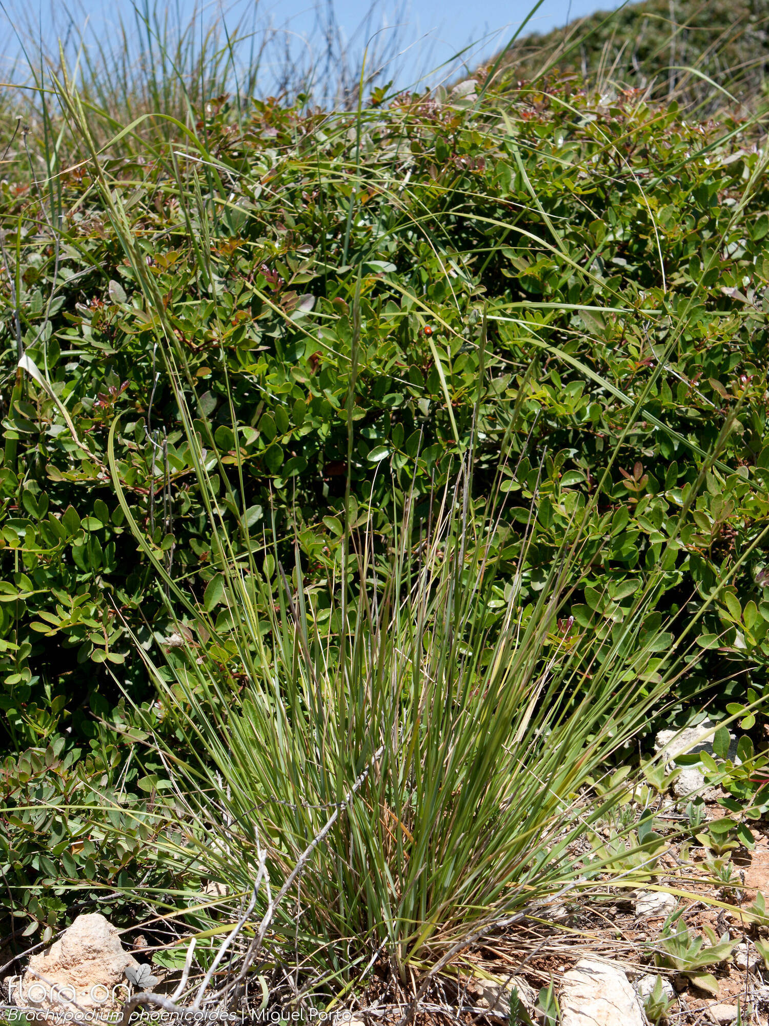 Brachypodium phoenicoides - Hábito | Miguel Porto; CC BY-NC 4.0