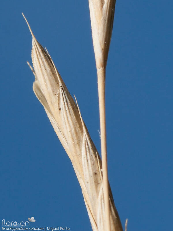 Brachypodium retusum - Flor (close-up) | Miguel Porto; CC BY-NC 4.0