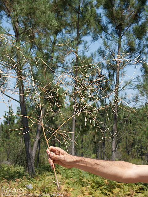 Brassica oxyrrhina - Hábito | Ana Júlia Pereira; CC BY-NC 4.0