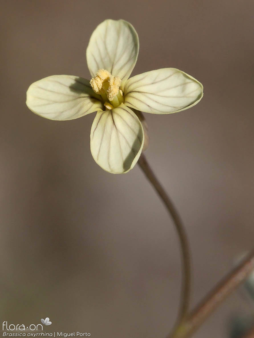 Brassica oxyrrhina - Flor (close-up) | Miguel Porto; CC BY-NC 4.0