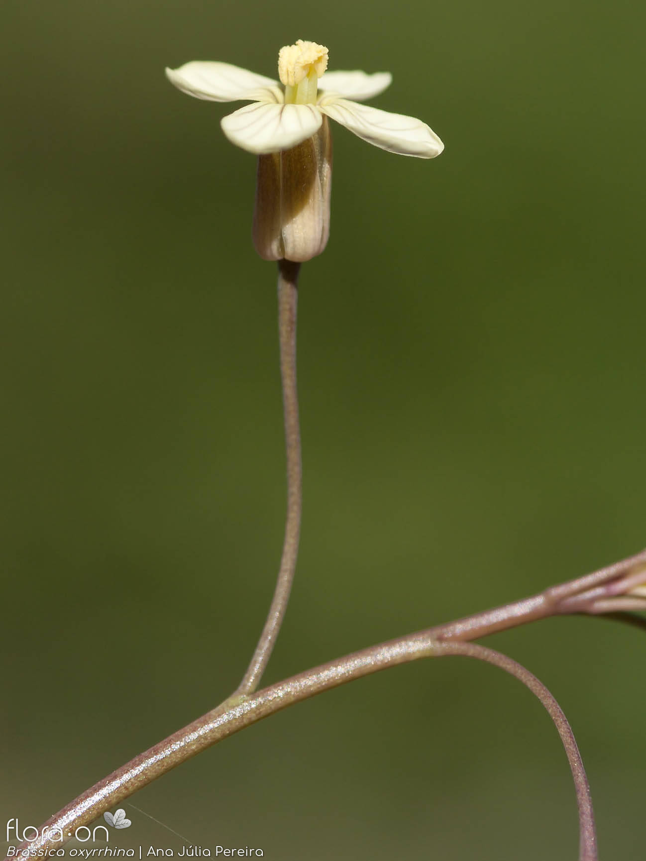 Brassica oxyrrhina - Flor (close-up) | Ana Júlia Pereira; CC BY-NC 4.0