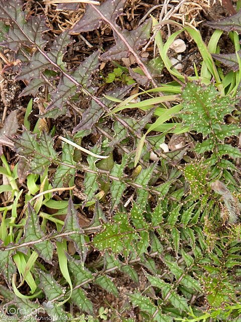 Brassica oxyrrhina - Folha | Miguel Porto; CC BY-NC 4.0