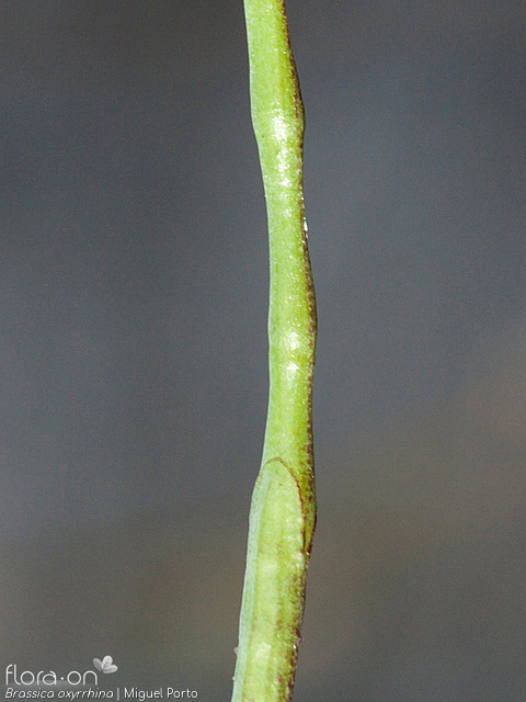 Brassica oxyrrhina - Fruto | Miguel Porto; CC BY-NC 4.0