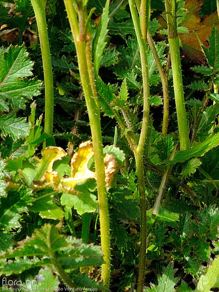 Brassica tournefortii - Caule | Paulo Ventura Araújo; CC BY-NC 4.0