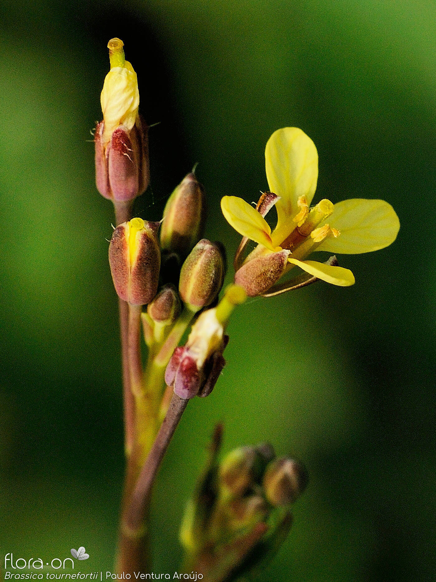 Brassica tournefortii - Flor (close-up) | Paulo Ventura Araújo; CC BY-NC 4.0